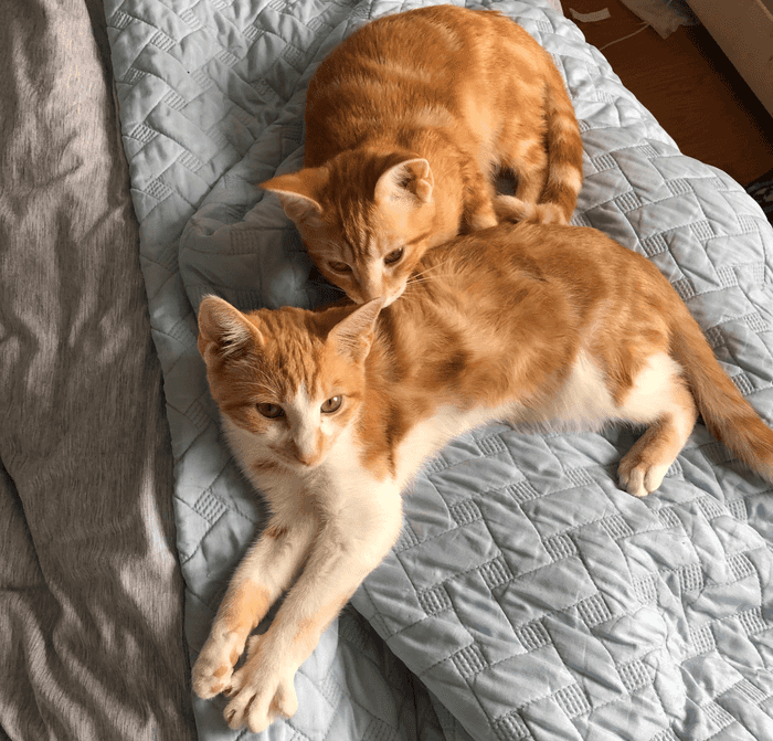 Aries and Azure - my cats' adoption story